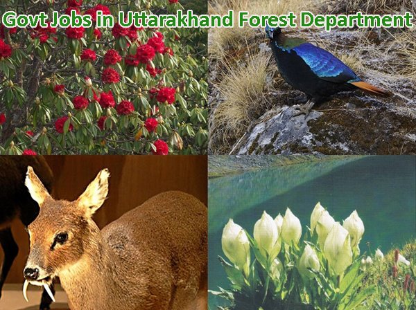 Sarkari Naukri in Uttarakhand Forest Department